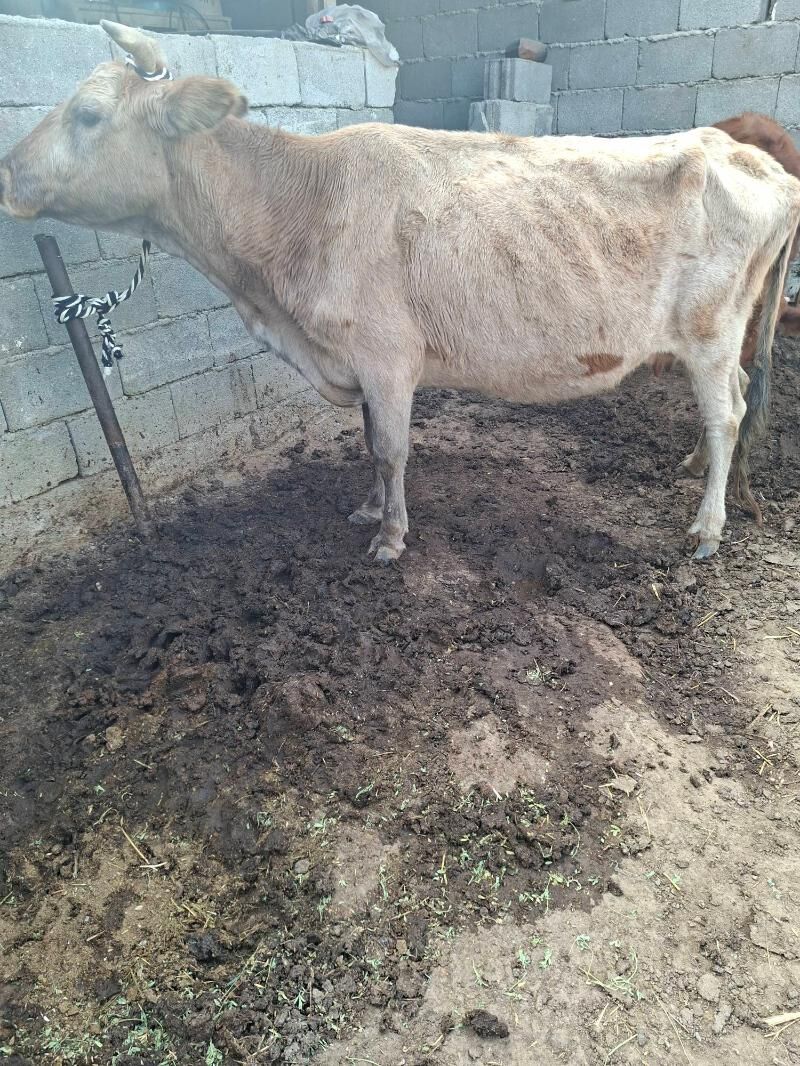 gysyr syglar - Гарадамак Шор - img 2