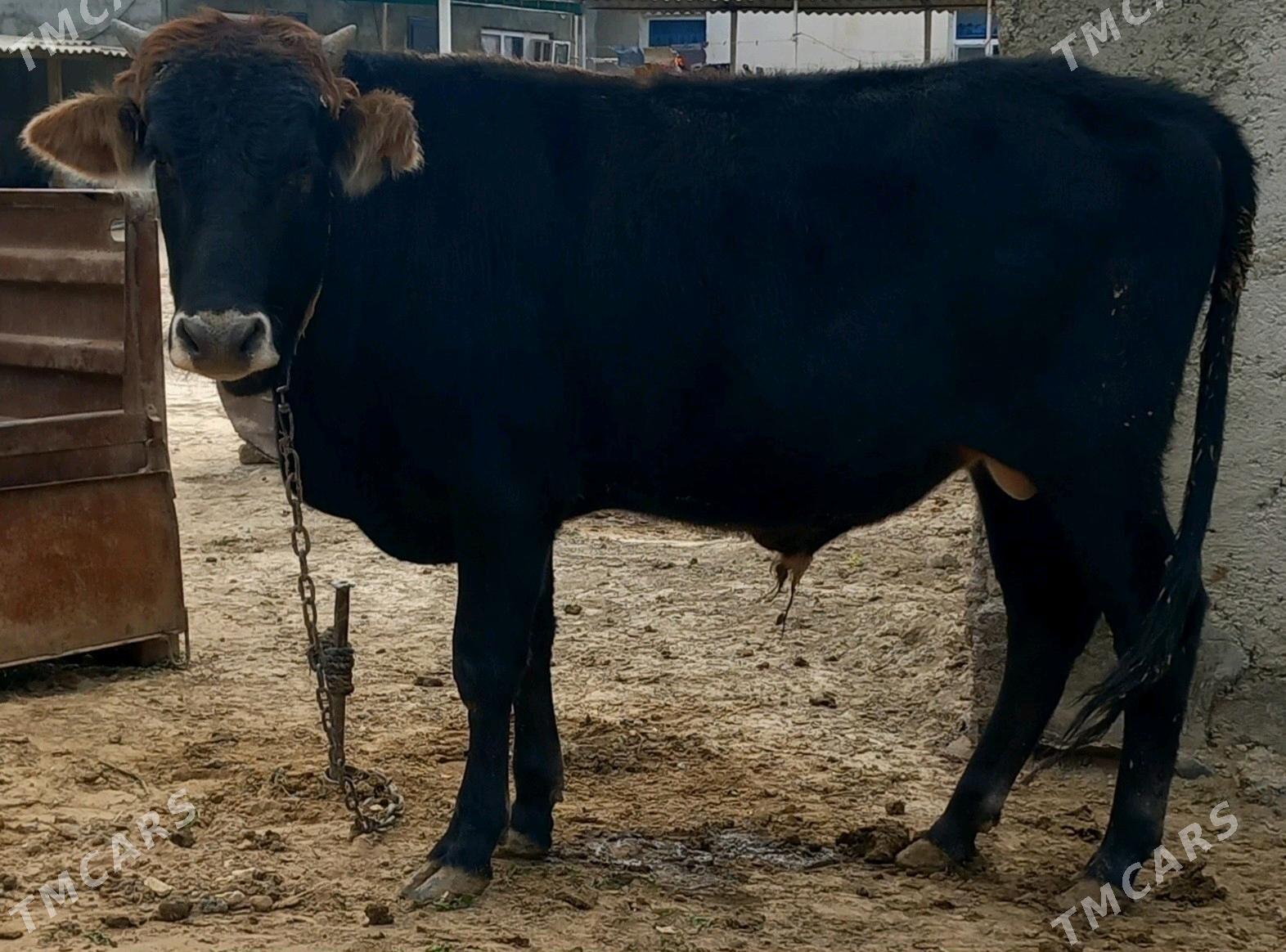 okuz - Анев - img 2