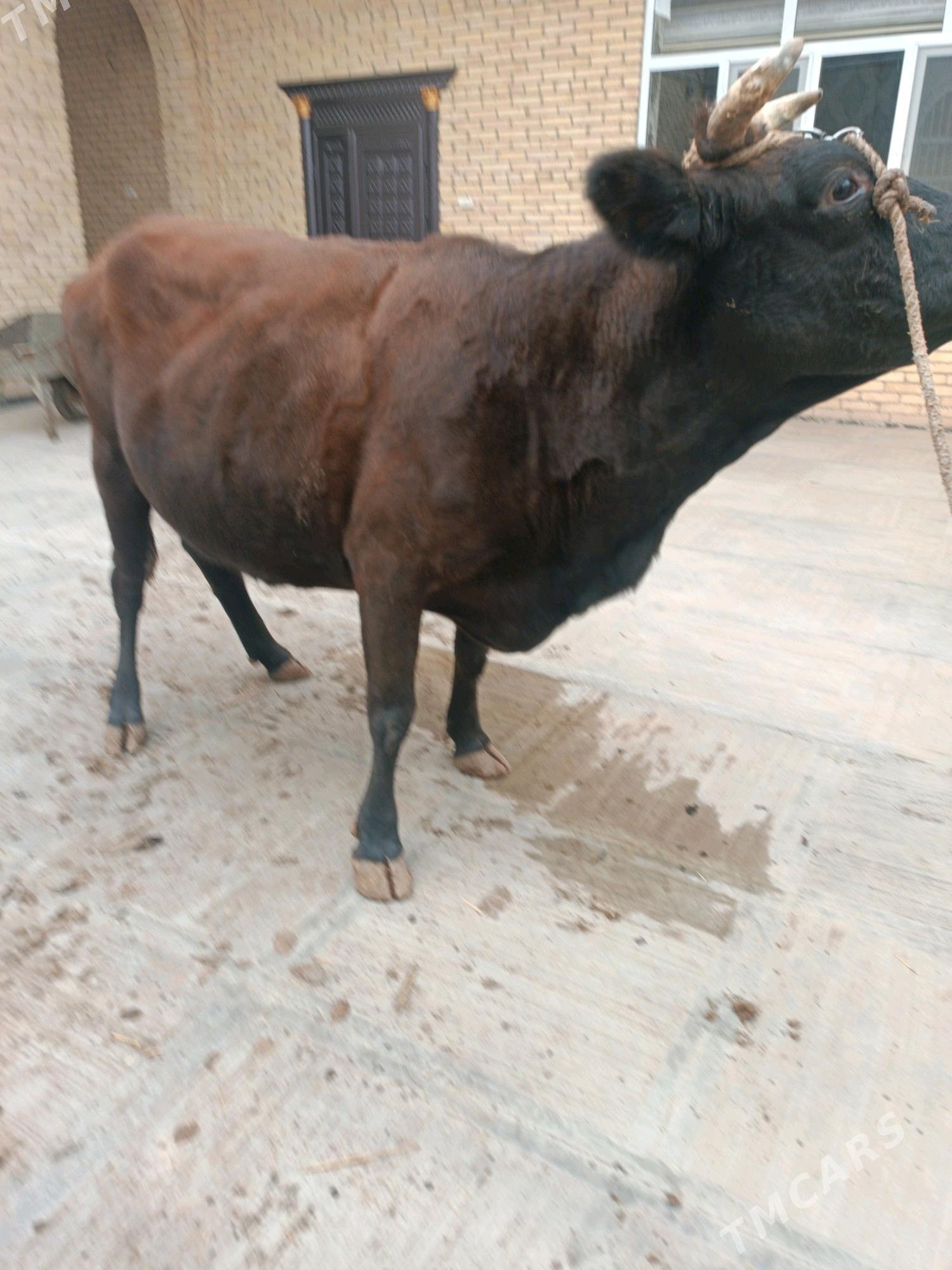 Semiz sygyr - Türkmenabat - img 3