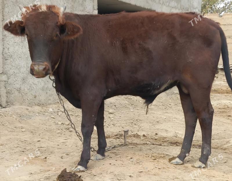 okuz - Анев - img 4