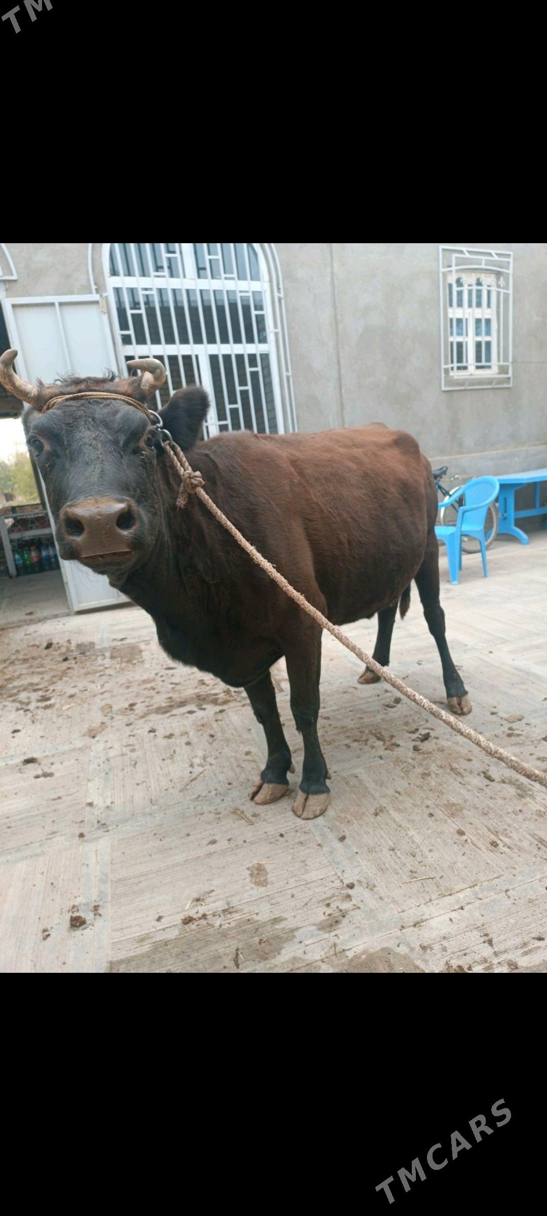 Semiz sygyr - Türkmenabat - img 1