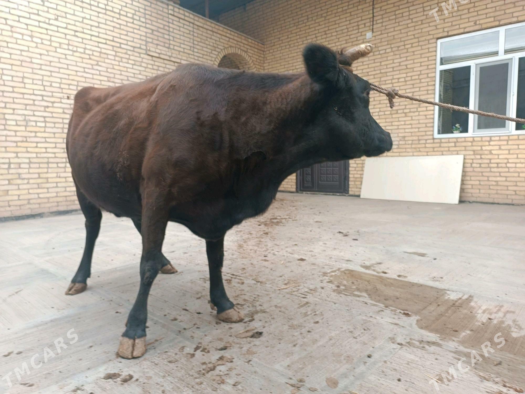 Semiz sygyr - Türkmenabat - img 2