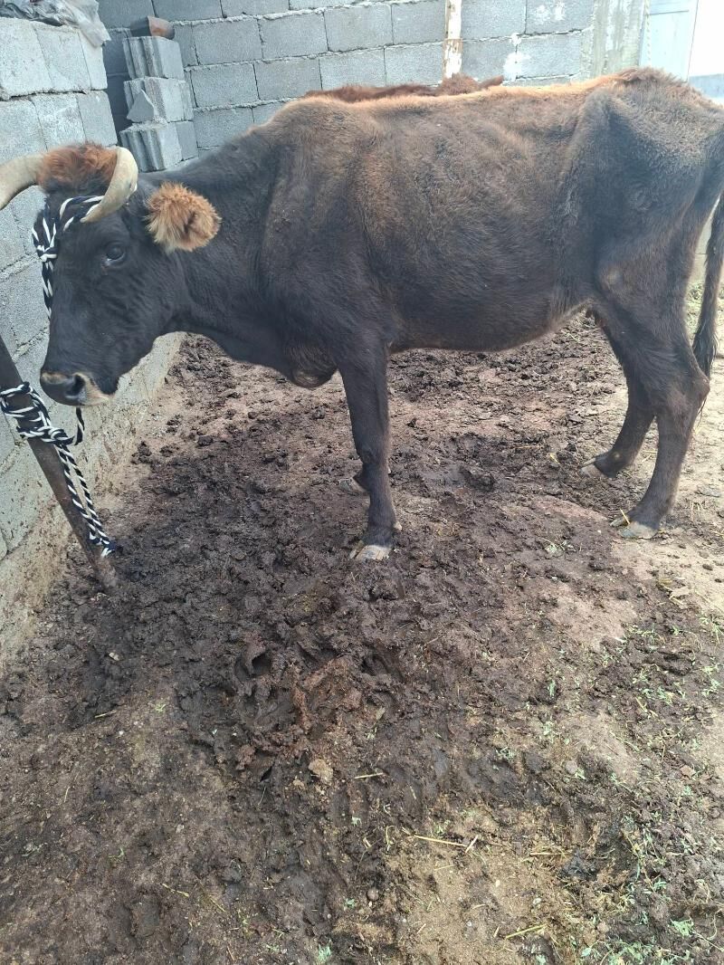 gysyr syglar - Гарадамак Шор - img 6