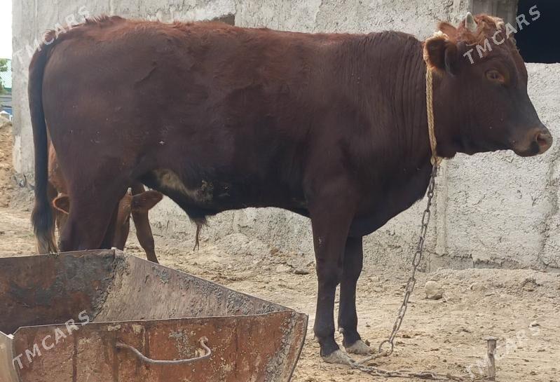 okuz - Анев - img 3