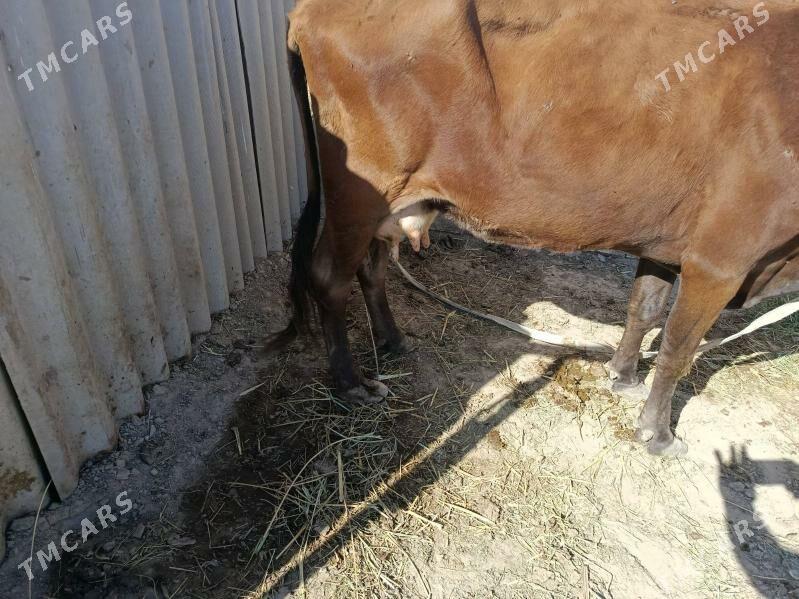 goleli sygyr - Мургап - img 4