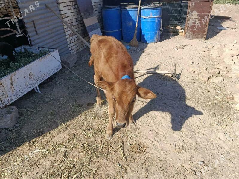 goleli sygyr - Мургап - img 3