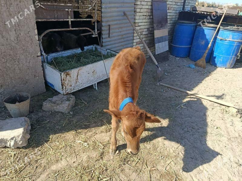 goleli sygyr - Мургап - img 2