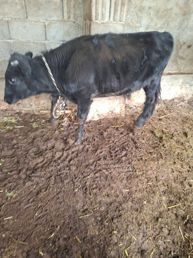 okuz - Гарадамак Шор - img 5