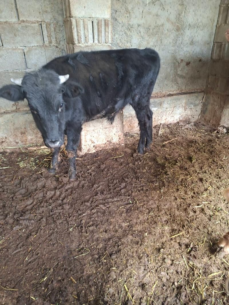 okuz - Гарадамак Шор - img 3