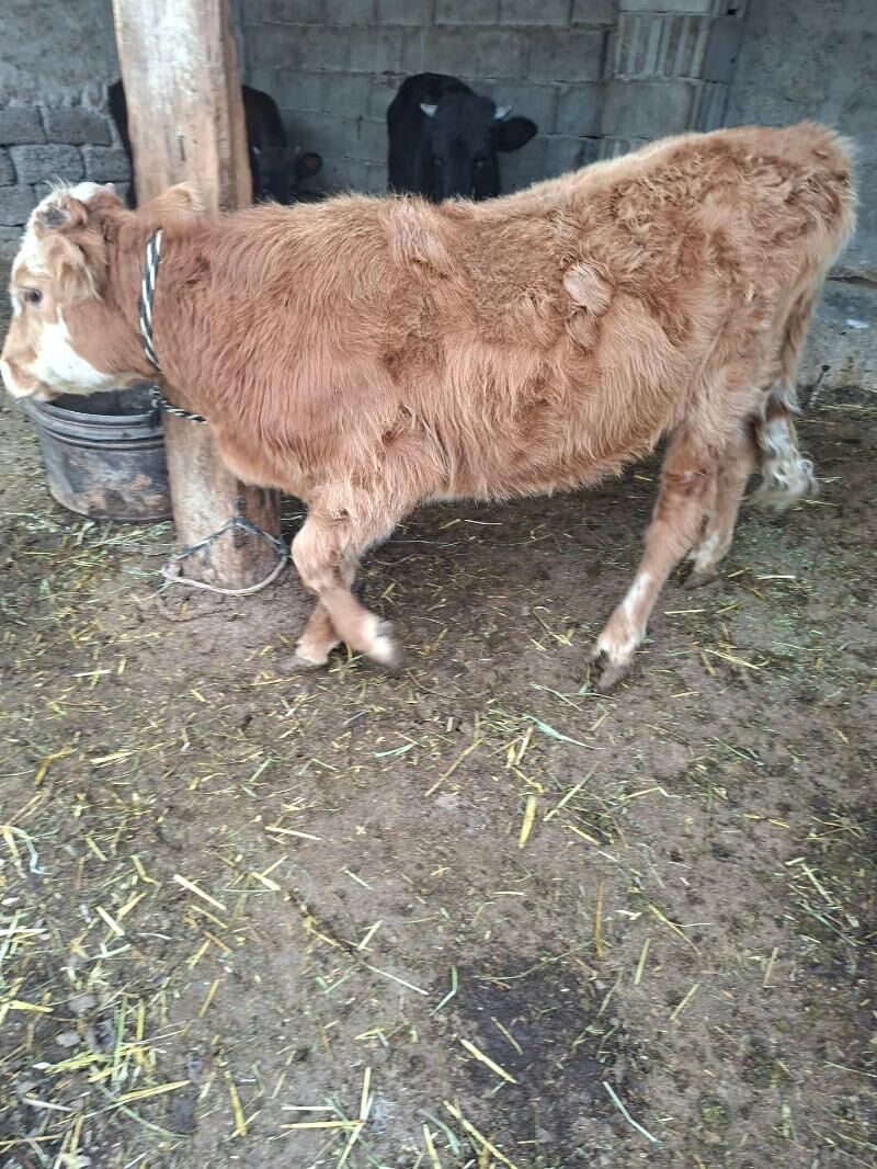 okuz - Гарадамак Шор - img 2