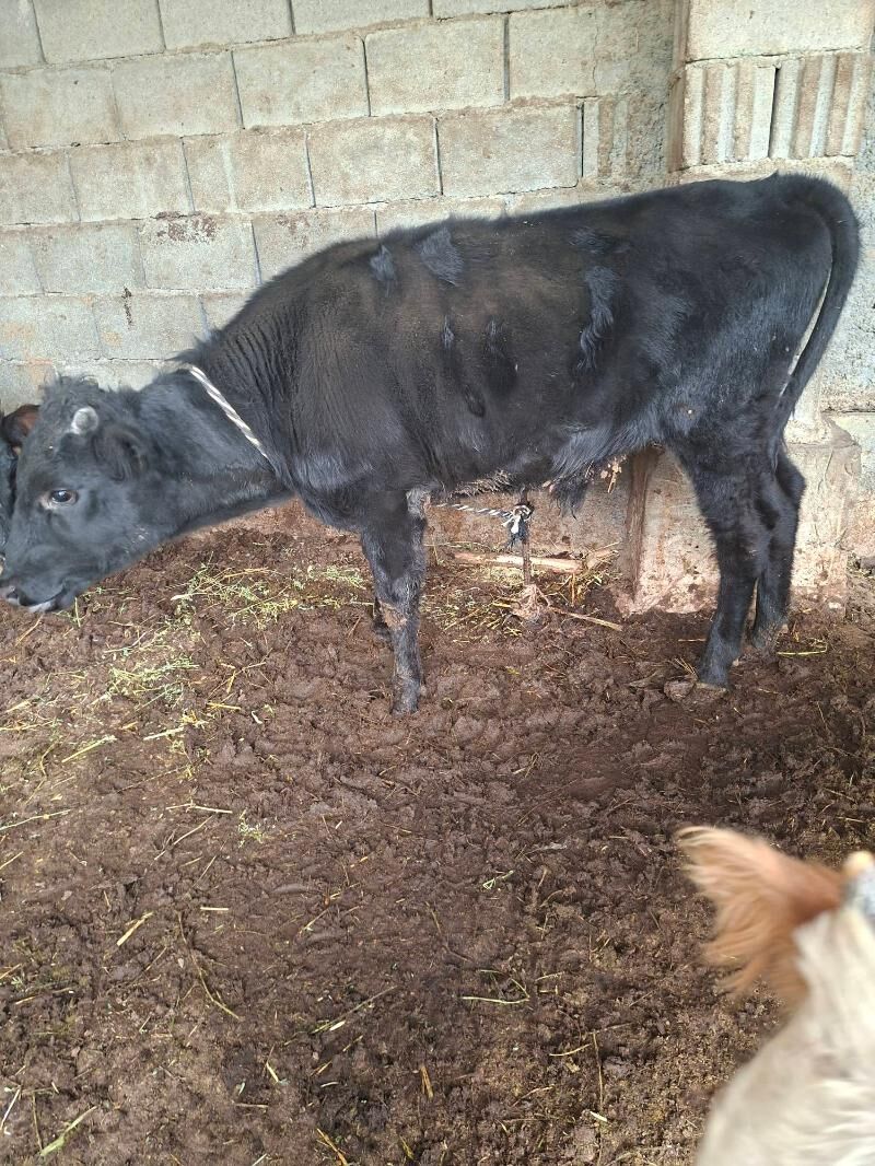 okuz - Гарадамак Шор - img 4