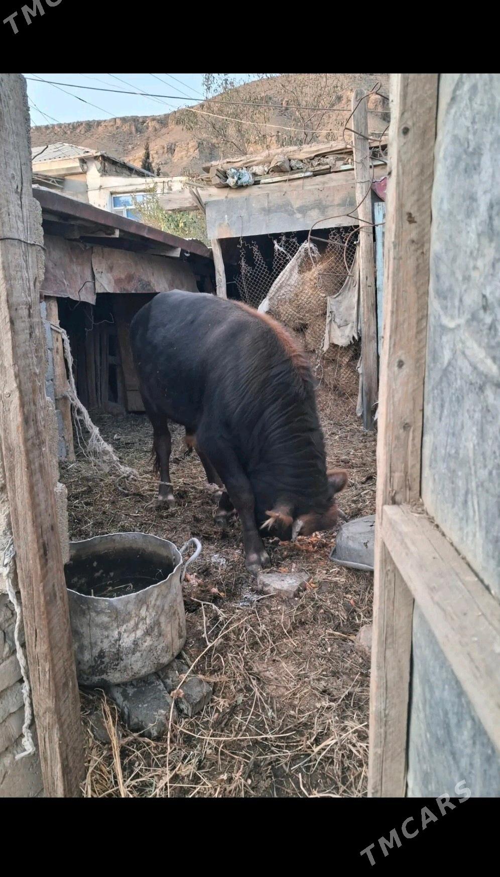 Oküz - Aşgabat - img 2