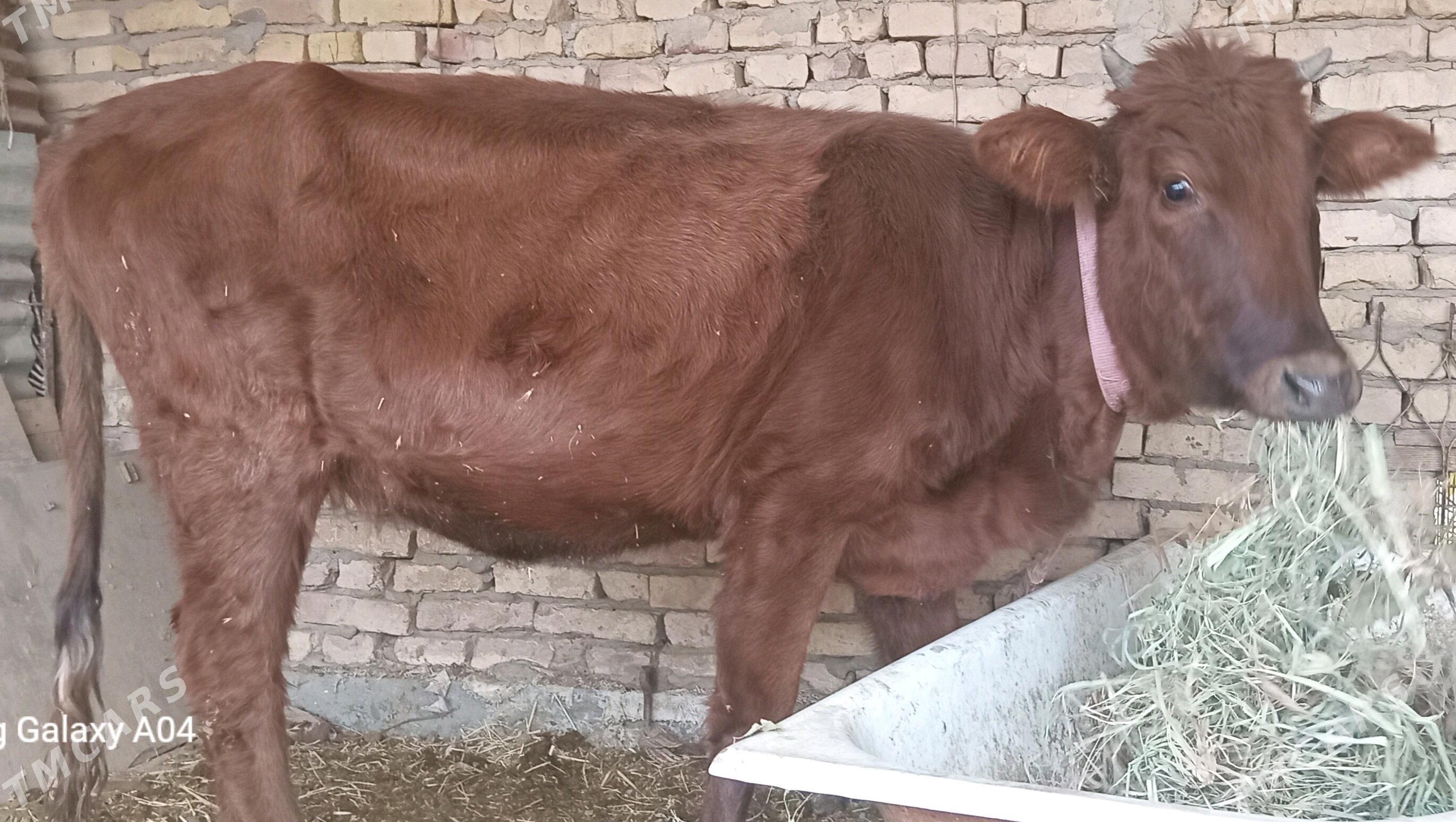 Unajyn - Çärjew - img 2