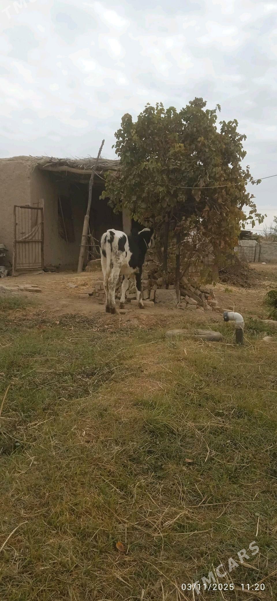 Simental unajyn - Dänew - img 3