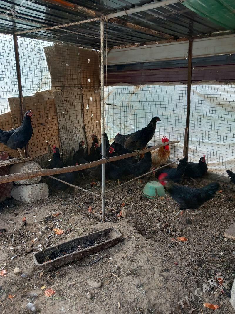 Ataks Turk Towuk - Ашхабад - img 2