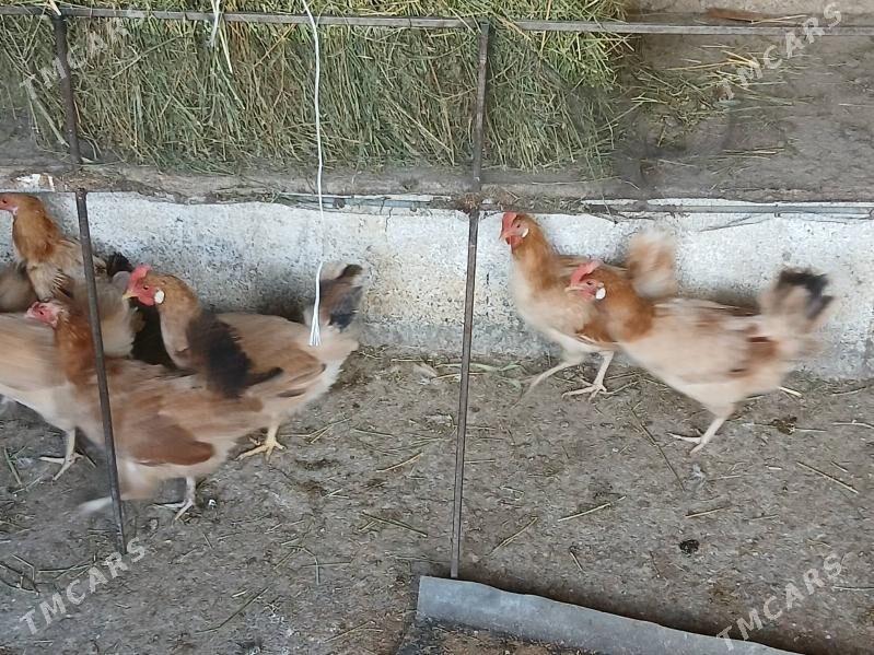 towk - Gökje - img 2