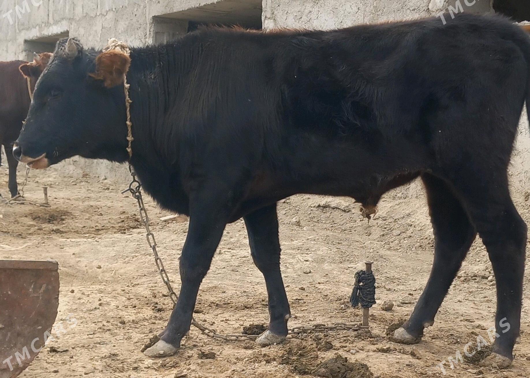 okuz - Анев - img 6