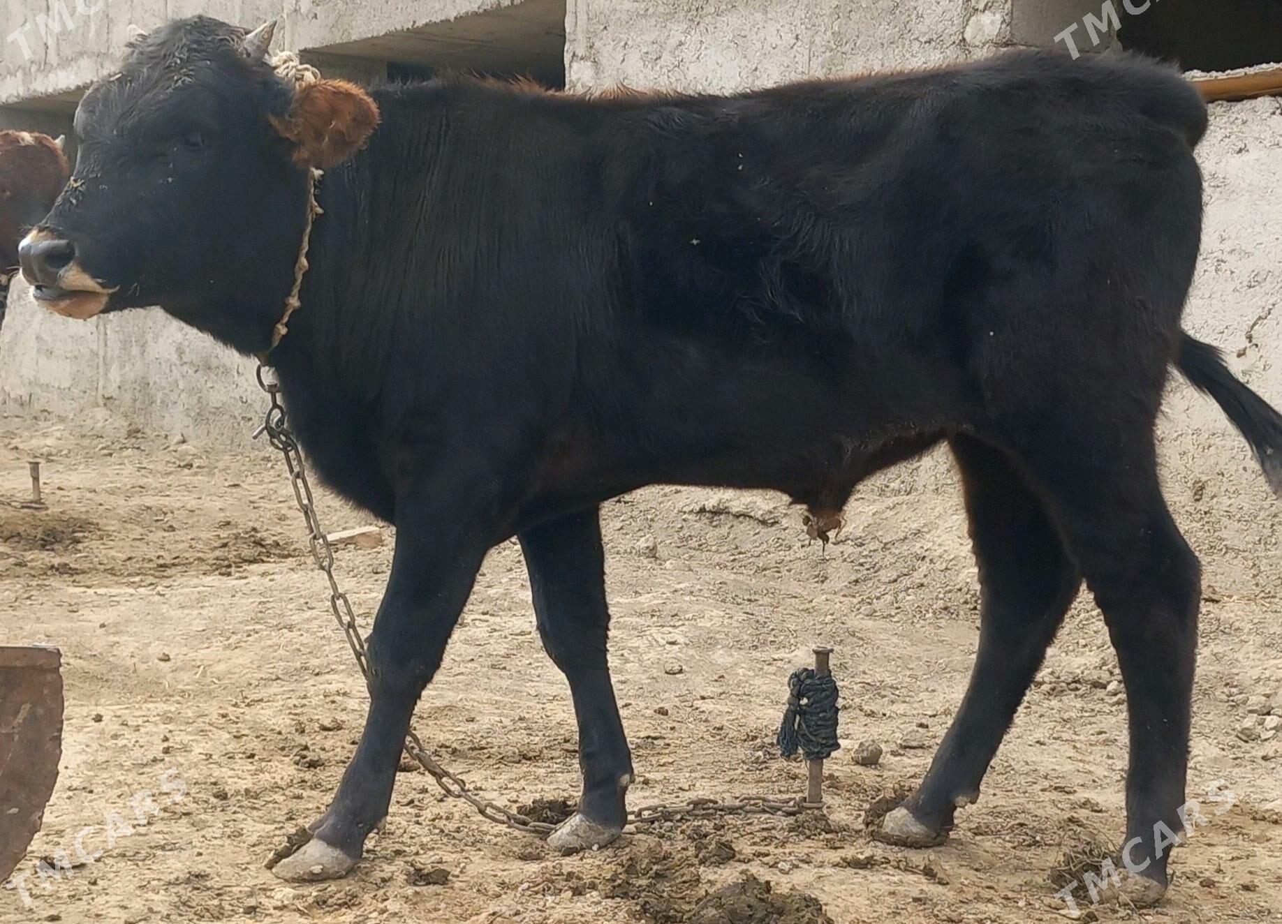 okuz - Анев - img 5