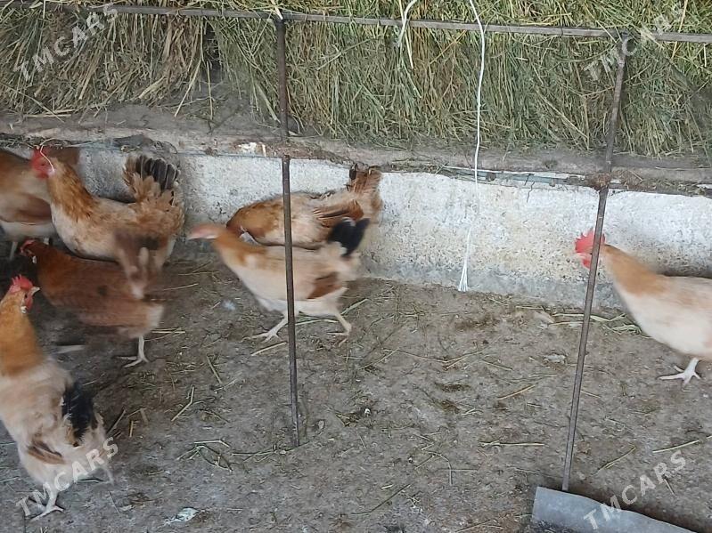 towk - Gökje - img 3