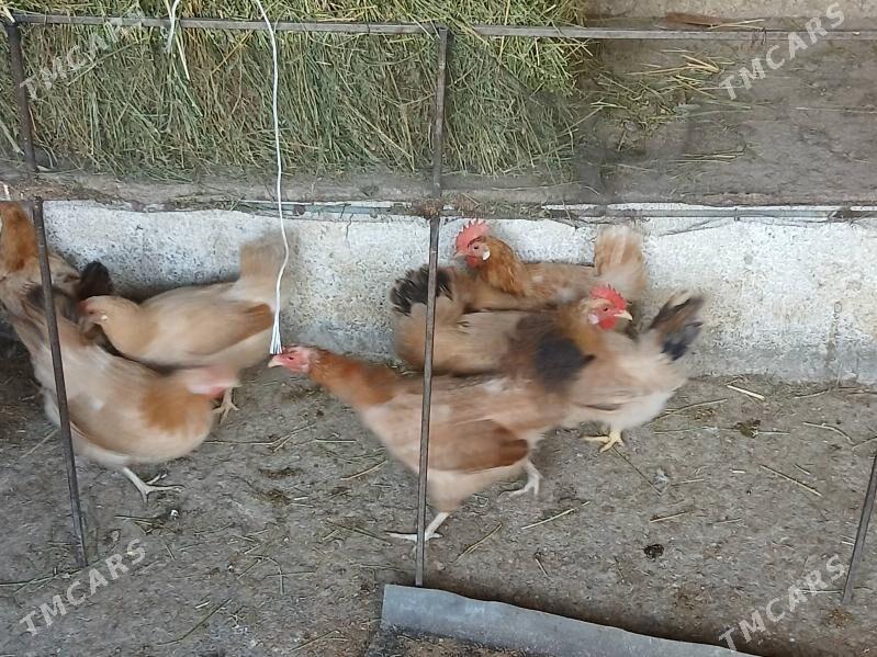 towk - Gökje - img 4