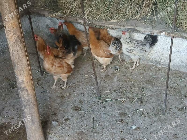 towk - Gökje - img 6