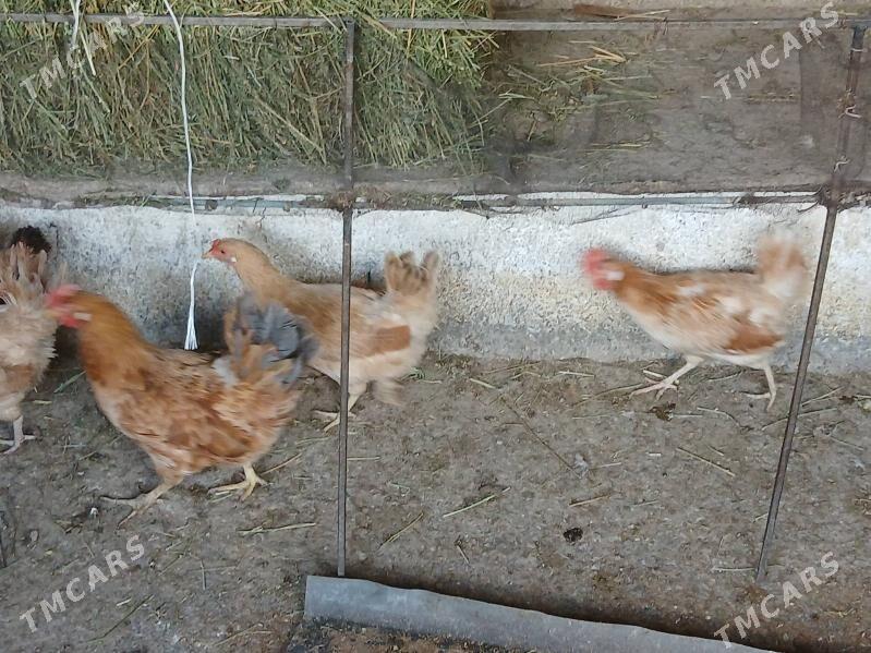 towk - Gökje - img 5