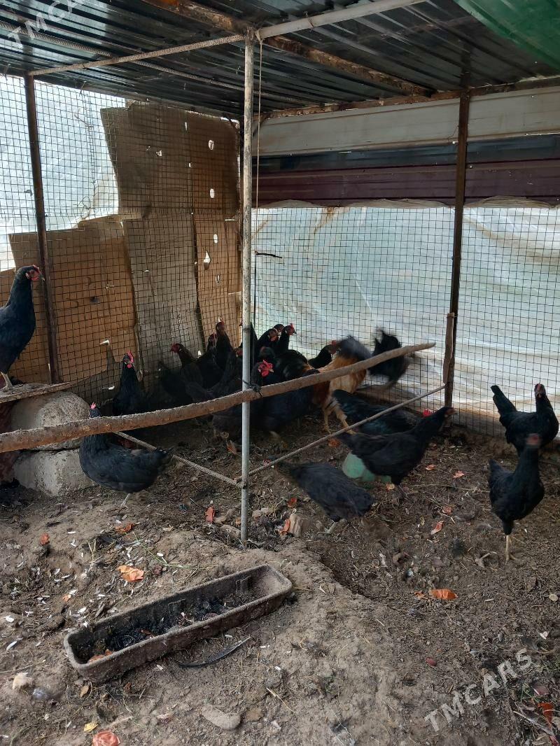 Ataks Turk Towuk - Ашхабад - img 3