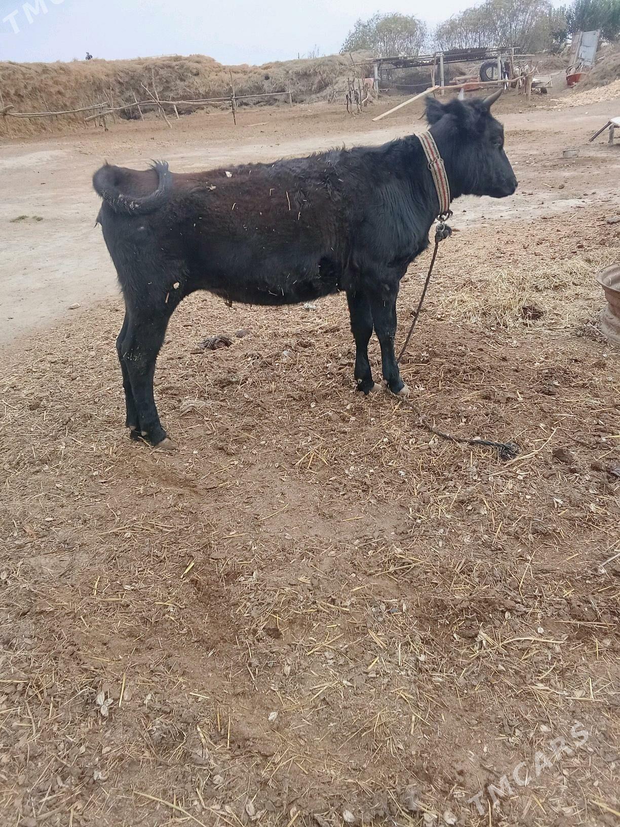 duye - Байрамали - img 7