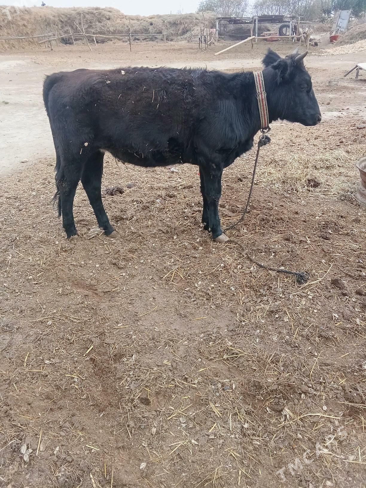 duye - Байрамали - img 5