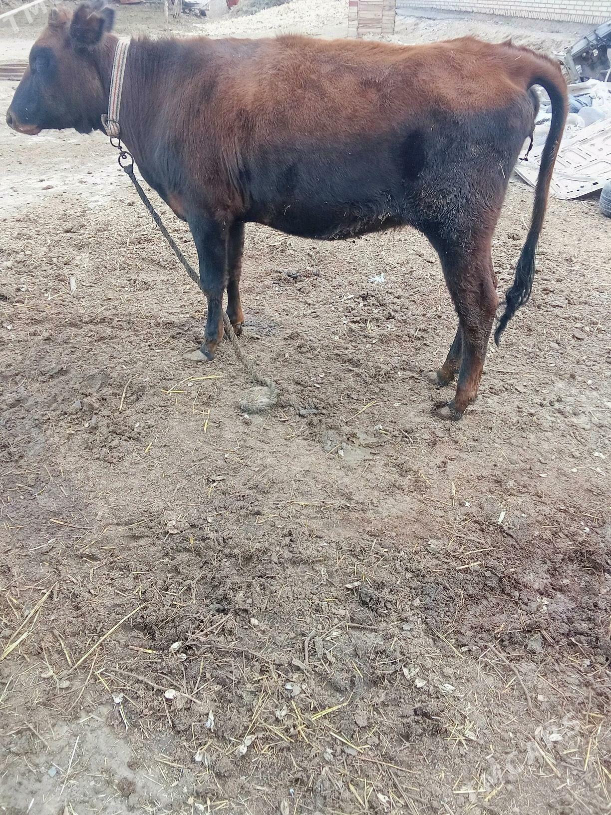 duye - Байрамали - img 3