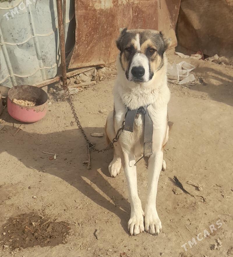 it - Garadamak - img 2