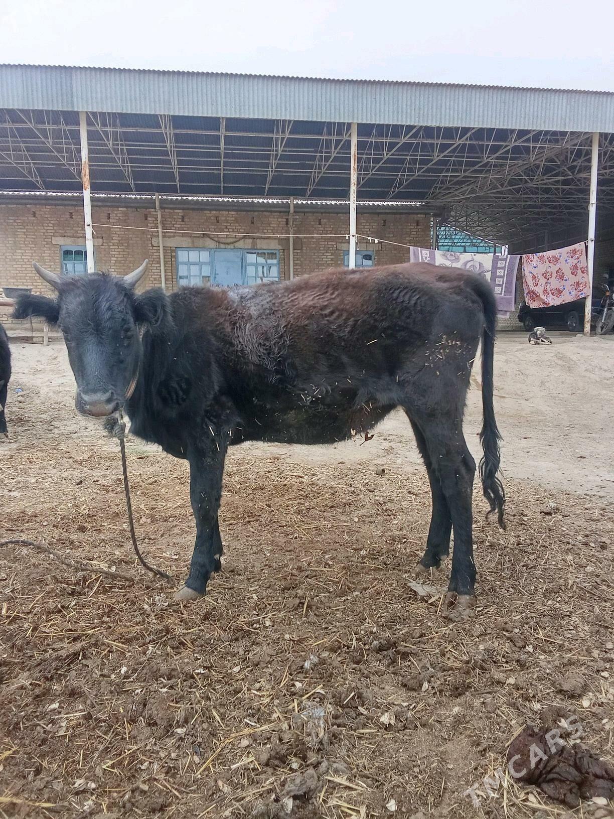 duye - Байрамали - img 1