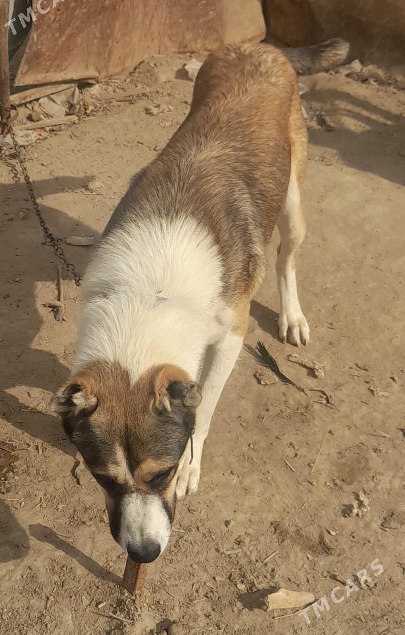 it - Garadamak - img 3