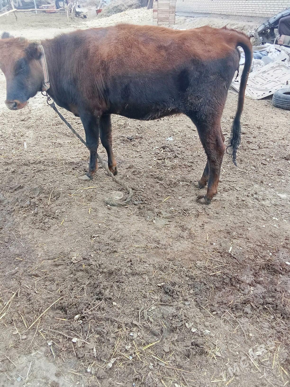 duye - Байрамали - img 6