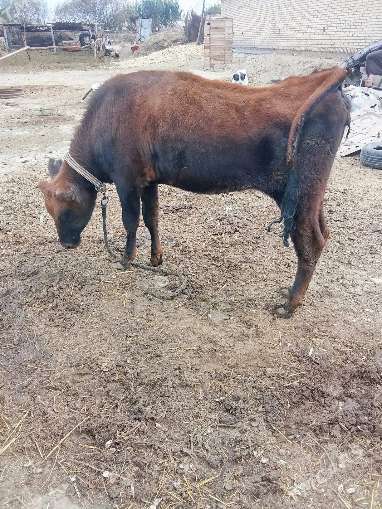 duye - Байрамали - img 4