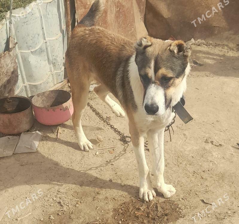 it - Garadamak - img 4