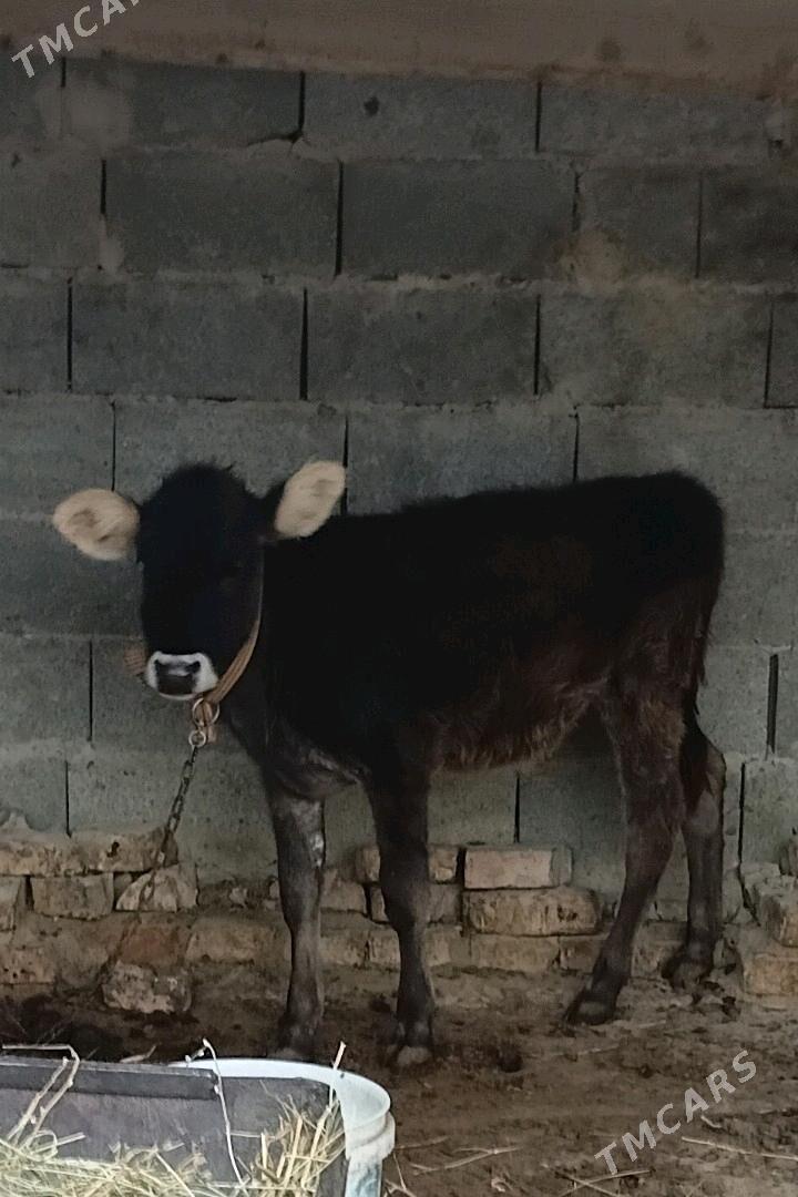 tuwe - Бахарден - img 2