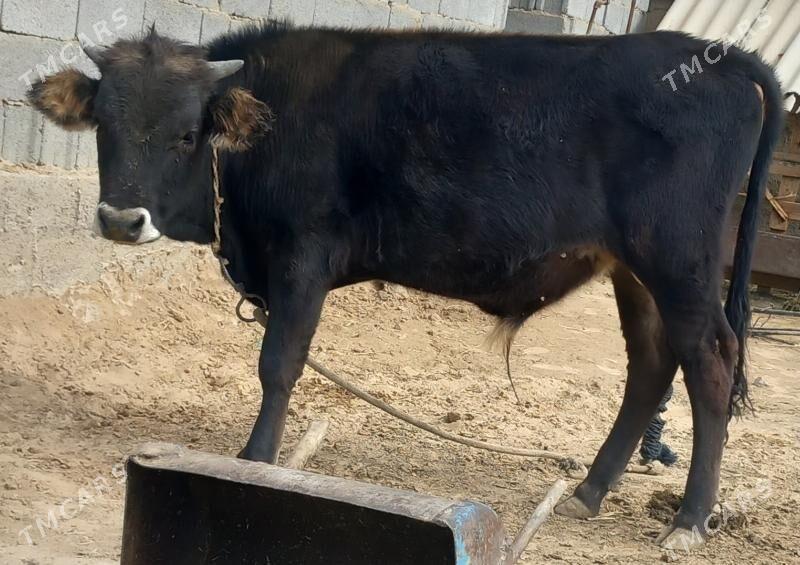 okuz - Анев - img 8