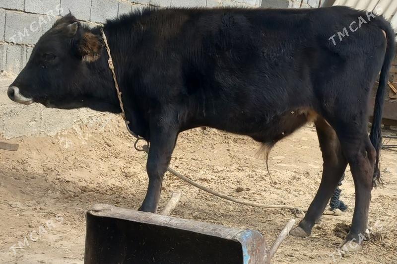 okuz - Анев - img 7