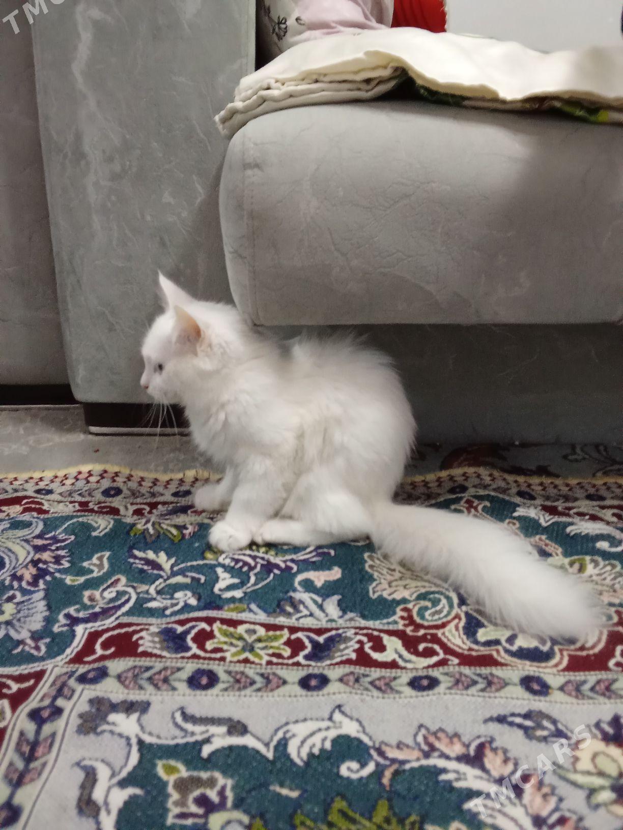 pisijek - Aşgabat - img 2