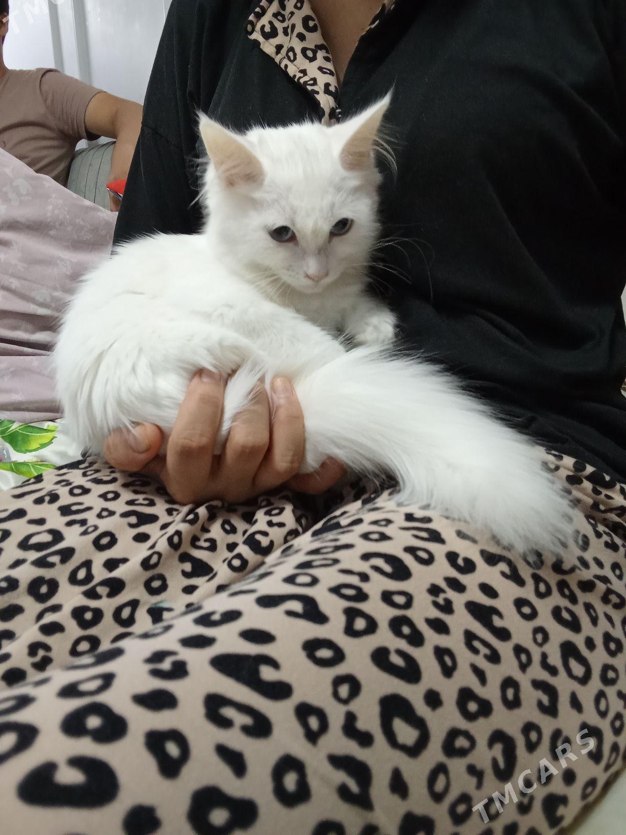 pisijek - Aşgabat - img 3