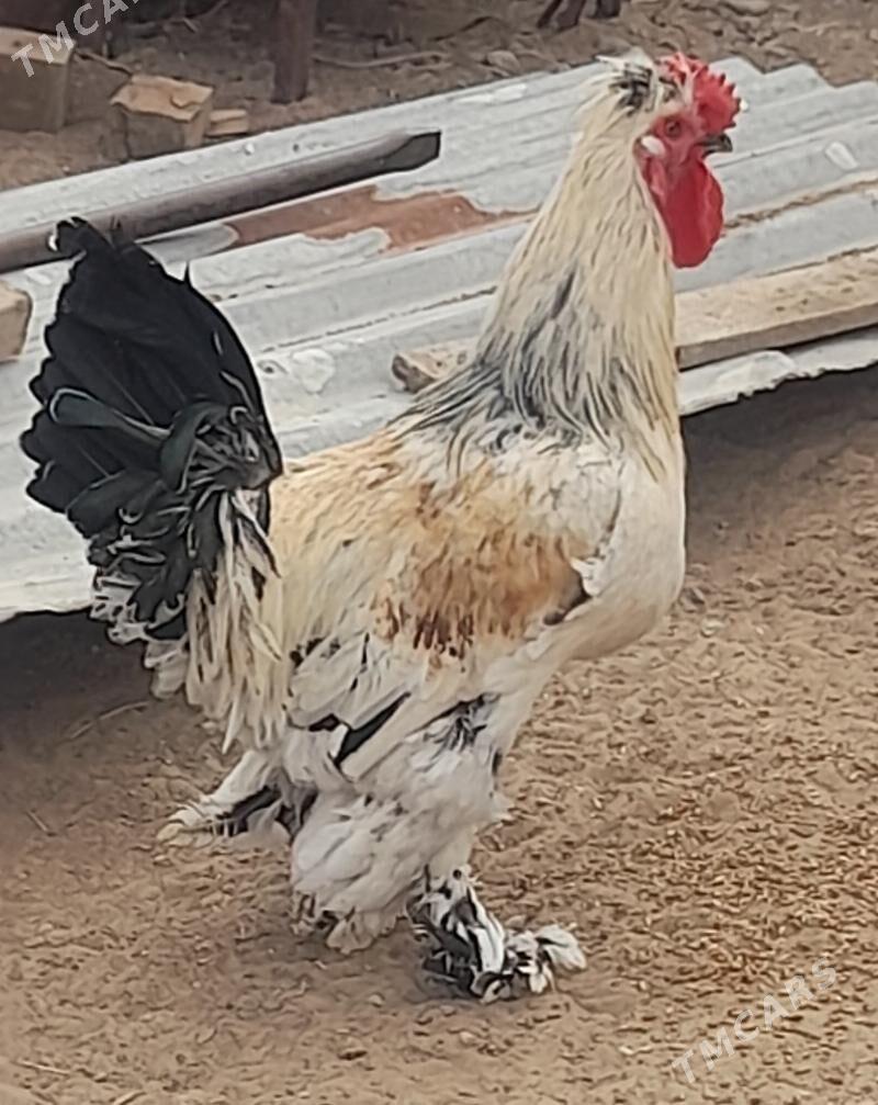 Horaz - Garadamak - img 3