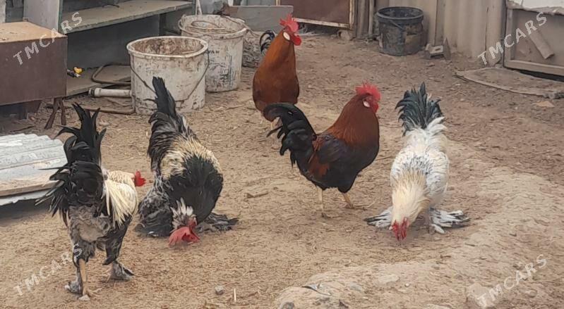 Horaz - Garadamak - img 2