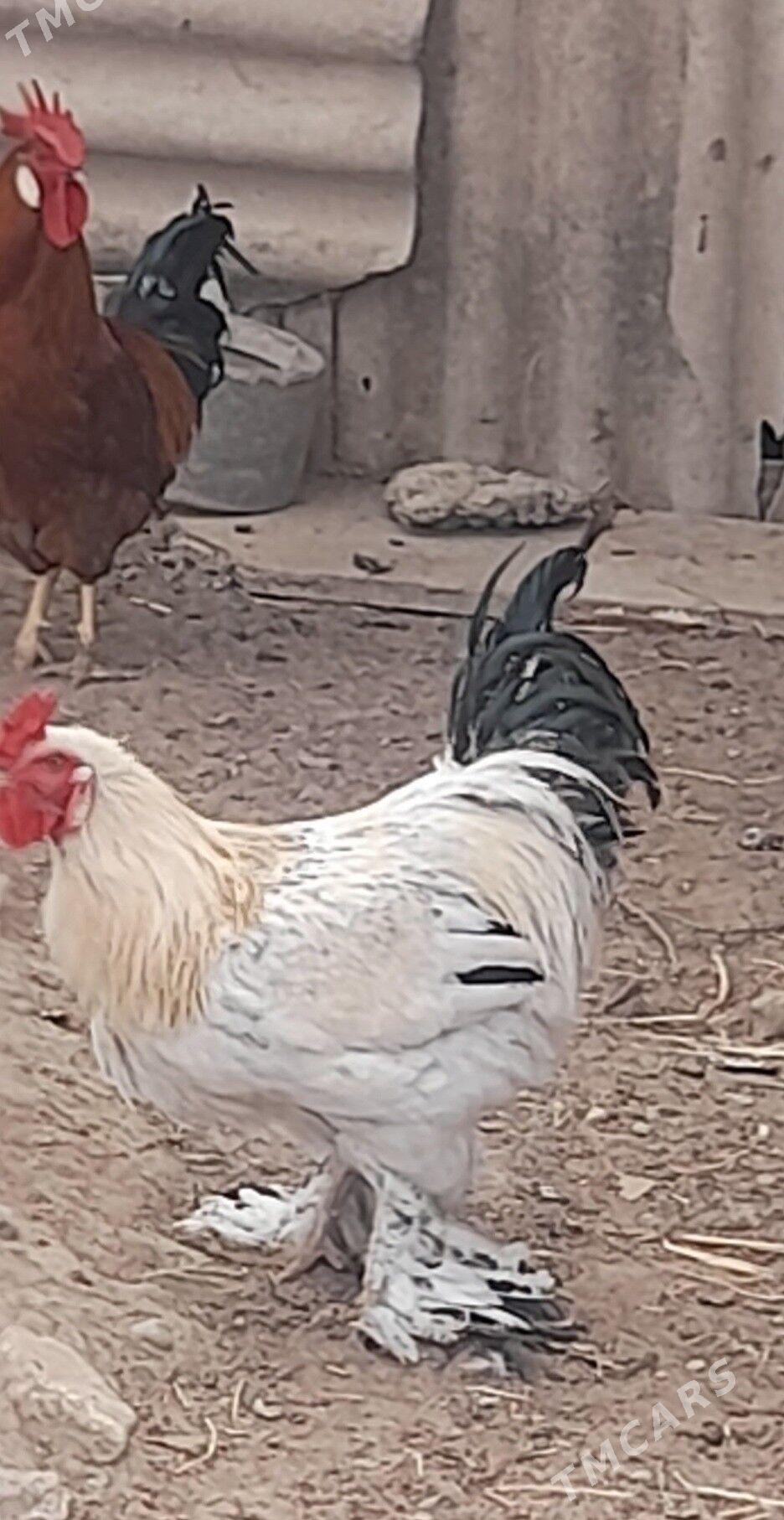 Horaz - Garadamak - img 4