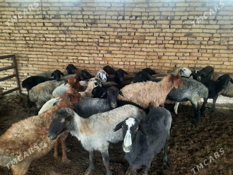 гойын - Türkmenabat - img 3