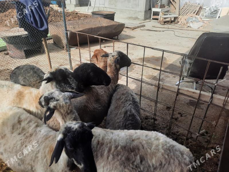 гойын - Türkmenabat - img 2