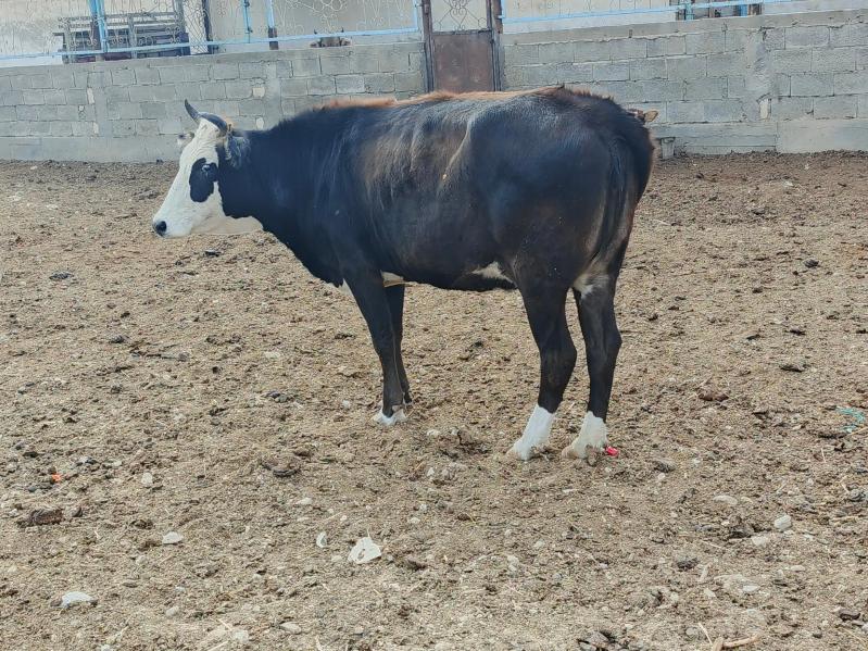 Sygyr. - Балканабат - img 1