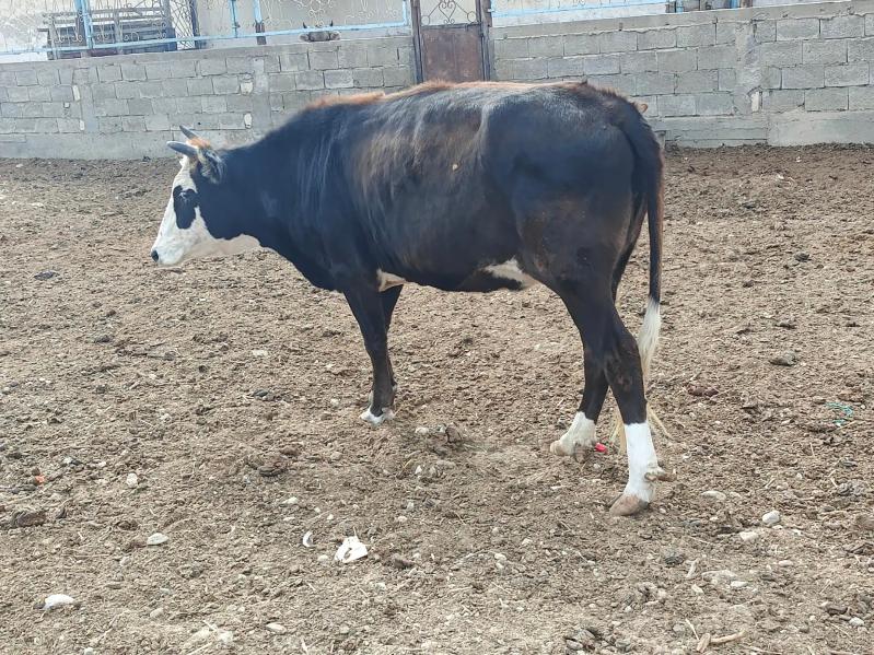 Sygyr. - Балканабат - img 2