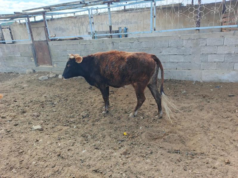 Sygyr. - Balkanabat - img 2