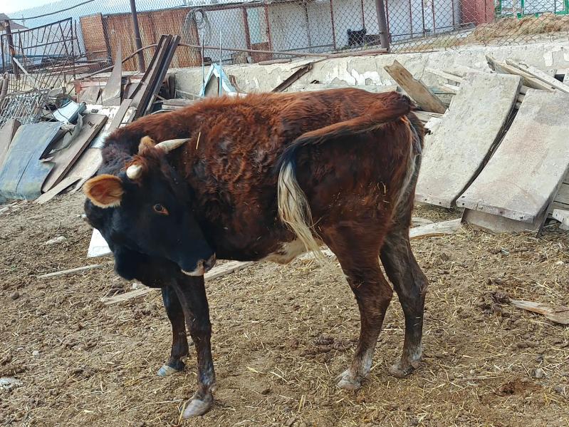 Sygyr. - Balkanabat - img 4